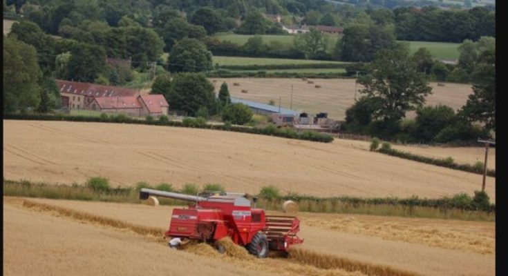 Combine harvester stopped in a wheat field beneath threatening clouds